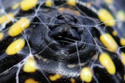 Australian Jewel Spider (Austracantha minax)